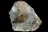 Sphenodiscus Ammonite On Rock - South Dakota #98718-1